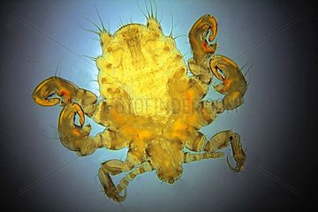 Crab louse under microscope