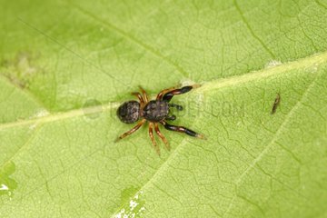 Male Jumping Spider on a leaf Belgium