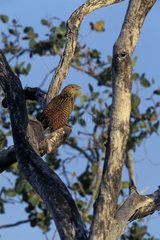 Pheasant Coucal on branch Northern Territory Australia