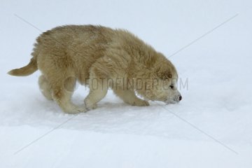 Canada Husky Welpe schnüffeln Schnee