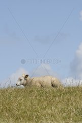 Texel Lamb Weidesinsel der Niederlande in den Niederlanden