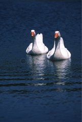 Pair of domestic Geese swimming on a lake Sardinia
