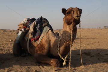 Camel in the desert of Jaisalmer in Rajasthan India