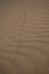 Traces of Scarab in the desert of Jaisalmer India