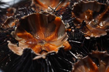 The Aegean Sea urchins in Turkey