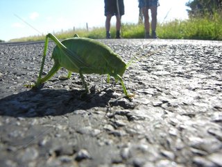 Speckled bush-cricket walking