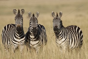 Grant's zebras face in the savanna Masai Mara