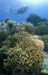 Korallenbauer und Taucher Tuamotu FranzÃ¶sisch -Polynesien