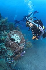 Diver and coral growing in a sponge Saba Antilles