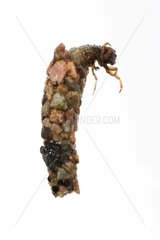 Trichoptera larvae in its sheath on a white background