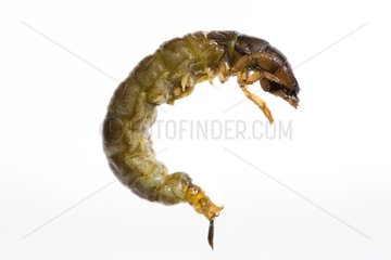 Trichoptera larvae without its sheath on a white background