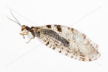 Giant stream lacewing on a white background