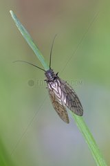 Alder fly on a stem Doller valley France