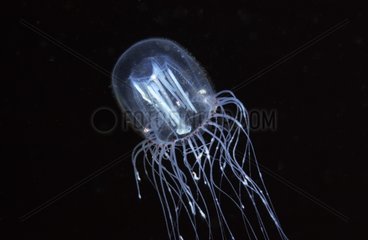Penicillate jellyfish in aquarium Pacific Ocean