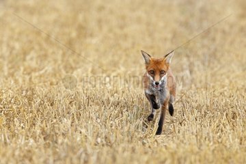 Red fox running in a harvested field Great Britain