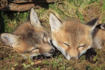 Young Red Fox 7 weeks to burrow Montana USA
