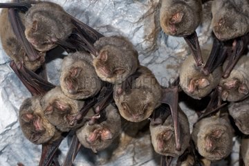 Schreibers' Long fingered Bats hibernating in a cave France