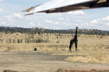 Giraffe watching the takeoff of a plane Tanzania