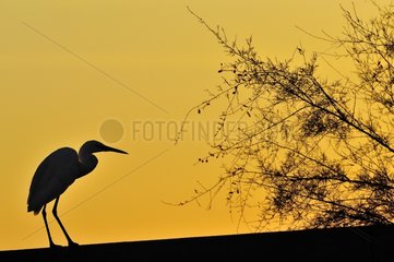 Little Egret posed on a roof in the Camargue