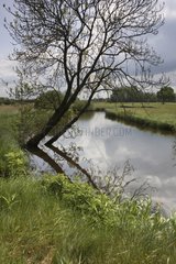 De Reest river in spring Netherlands
