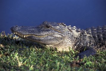 Mississippi Alligator am Rande des Florida USA Wasser