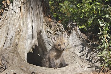Young Red Fox 5 weeks before his den USA