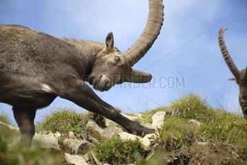 Male Ibex stretching Col de la Colombiere