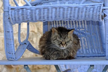 Cat sleeping under an osier chair Provence France