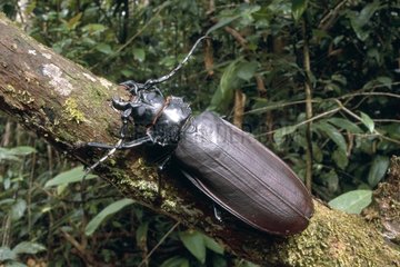 Titanus giganteus sur un tronc Guyane Française