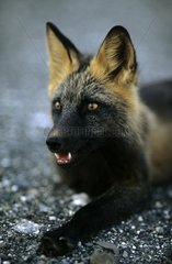 PortrÃ¤t eines roten Fuchs in schwarzer Phase Denali np Alaska
