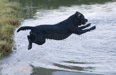 Black Labrador retriever jumping in a pond France