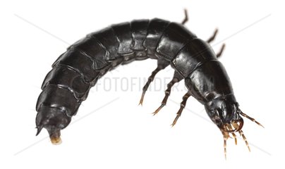 Rove beetle in studio on white background