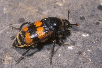 Sexton Beetle France