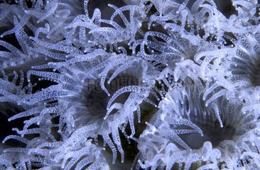 Polypes de corail de nuit Papouasie