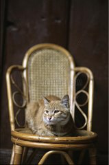 Brown tabby Cat lying on a chair Thailand