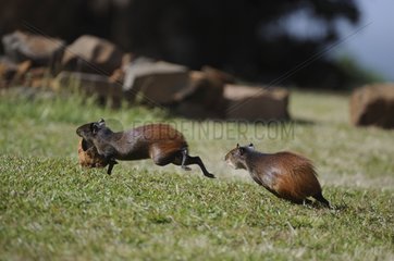 Rotrumped Agoutis French Guayana