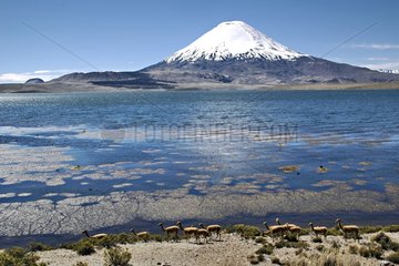 Chungara Lake at the foot of Parinacota volcano Chile