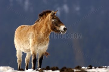 Przewalski's horse in snow Germany