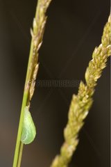 Chenille green on one stalk of grass