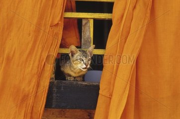 Young Cat resting under traditional clothing