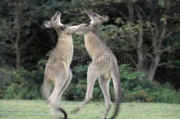 Combat de kangourous gris de l'Est Australie