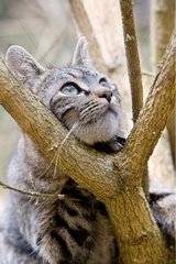 Katze nachdenklich an der Gabel eines Baumsace Frankreichs