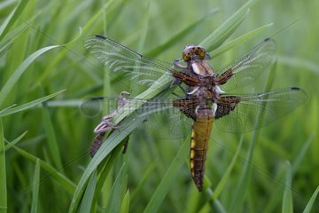 Dragonfly before its take-off after the fledgling France