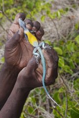 Forestry Department employee showing whip tail lizard venter