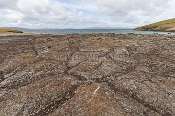 Cracked guano soil in summer - Falkland Islands