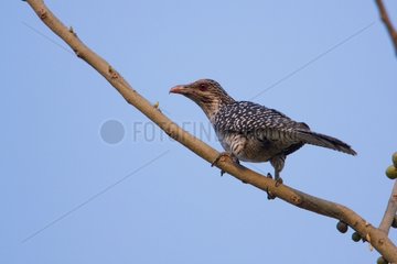 Asian Koel perched on a branch Bardia NP Nepal
