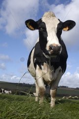 Prim'holstein Cow in einem Frankreich vor Bretagne