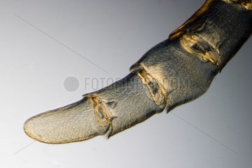 Detail of the extremity of an antenna of European hornet