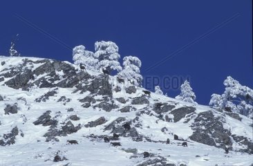 Groupe de Chamois grimpant dans la neige Vanoise France