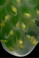 Glass frog eggs French Guiana